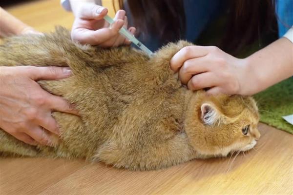 猫咪食物中毒怎么办,饲喂庆大霉素等药物