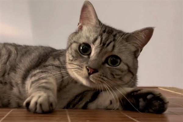 猫咪食物中毒怎么办,饲喂庆大霉素等药物