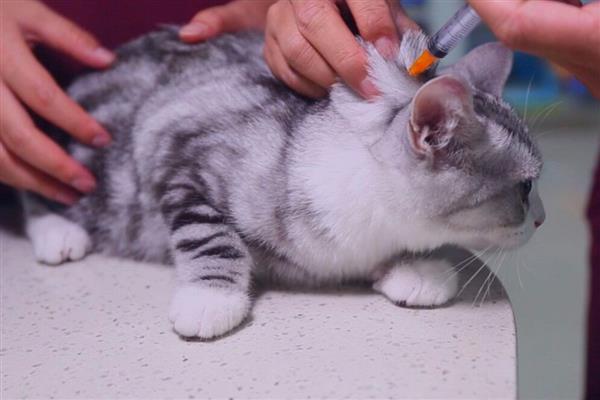 猫咪食物中毒怎么办,饲喂庆大霉素等药物