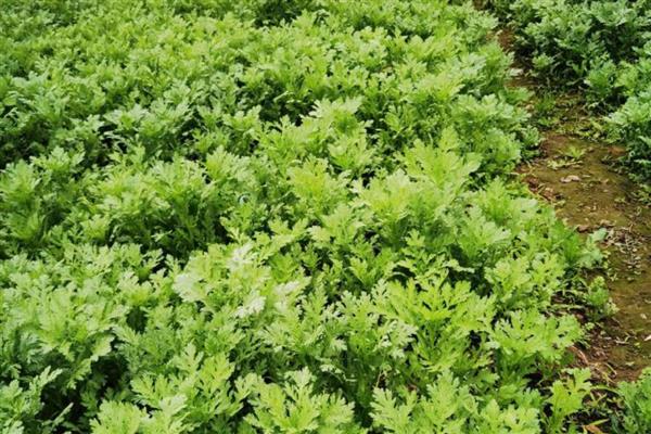 茼蒿怎么种植,用生根粉溶液浸种催芽后再播种