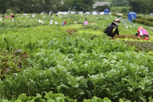 茼蒿怎么种植,用生根粉溶液浸种催芽后再播种