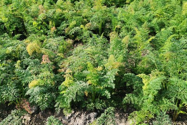 胡萝卜斑枯病发病的症状，在叶缘部分发现病斑