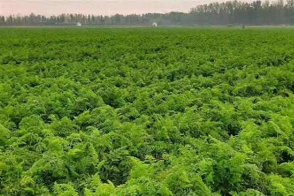 胡萝卜斑枯病发病的症状，在叶缘部分发现病斑