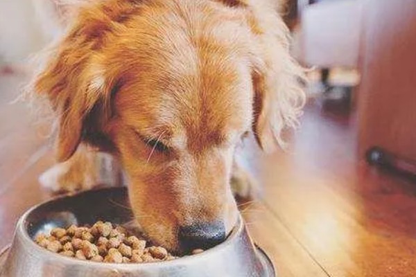 狗狗软骨病的原因，主要是钙磷摄取不足等因素所致