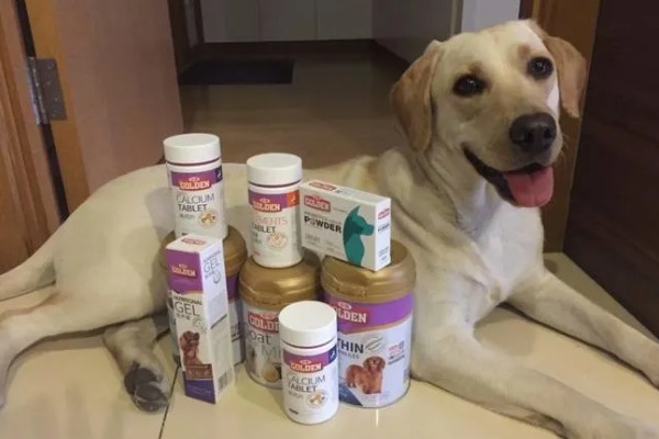 狗狗软骨病的原因，主要是钙磷摄取不足等因素所致