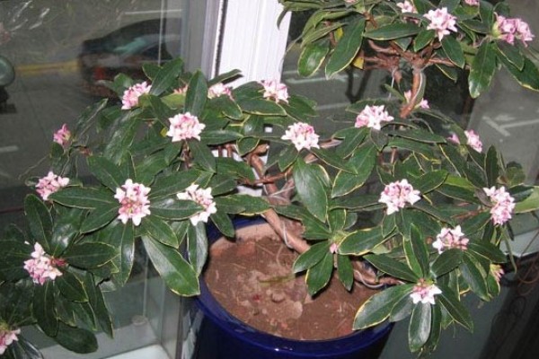 什么是瑞香花,是常绿直立灌木