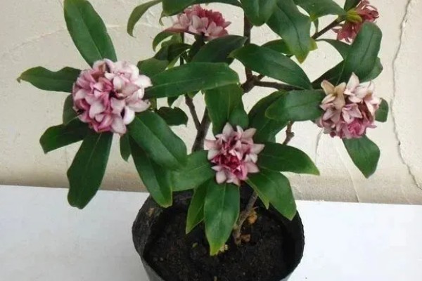 什么是瑞香花,是常绿直立灌木