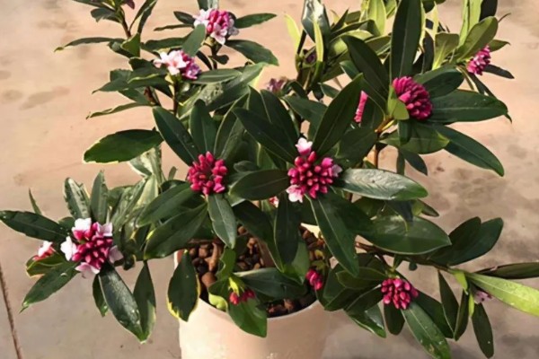 什么是瑞香花,是常绿直立灌木