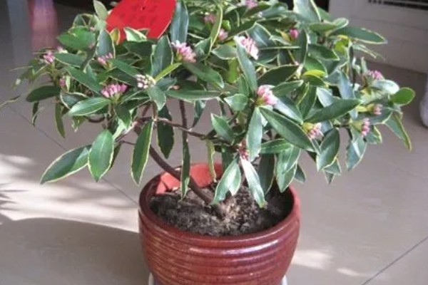 什么是瑞香花,是常绿直立灌木