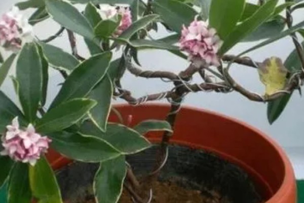 什么是瑞香花,是常绿直立灌木