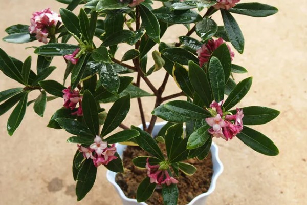 什么是瑞香花,是常绿直立灌木