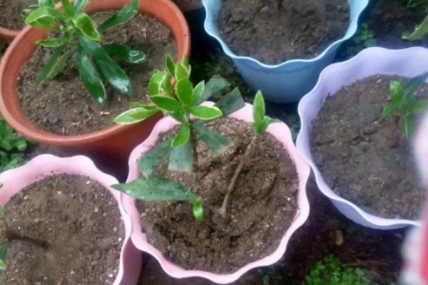 什么是瑞香花,是常绿直立灌木