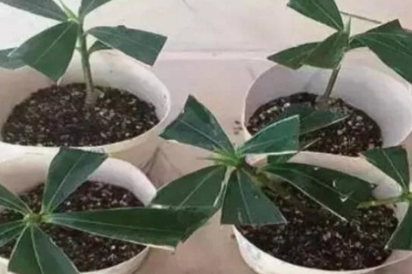什么是瑞香花,是常绿直立灌木