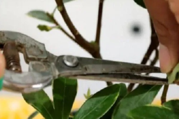 什么是瑞香花,是常绿直立灌木