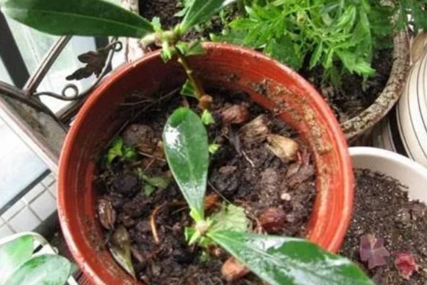 什么是瑞香花,是常绿直立灌木