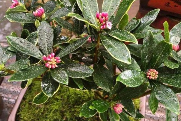 什么是瑞香花,是常绿直立灌木