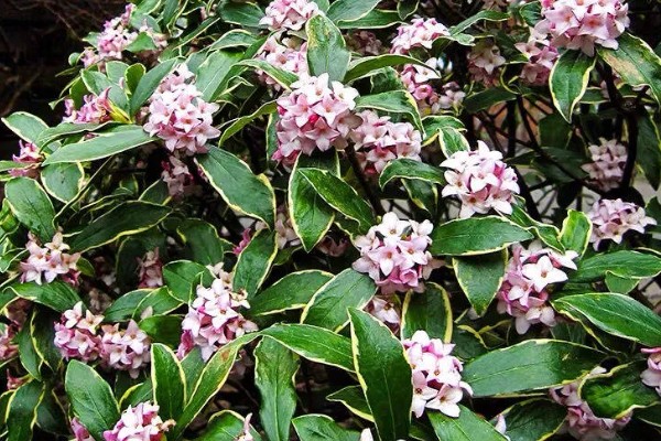 什么是瑞香花,是常绿直立灌木