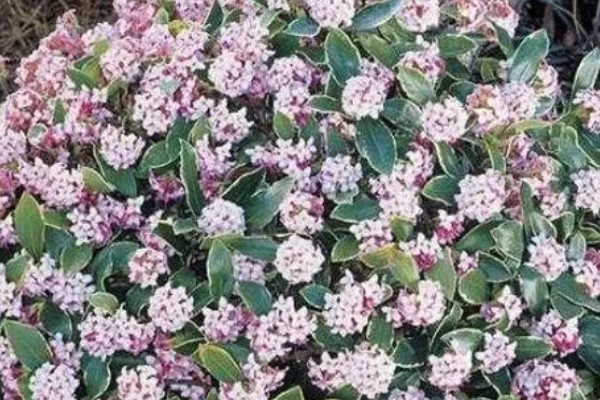 什么是瑞香花,是常绿直立灌木
