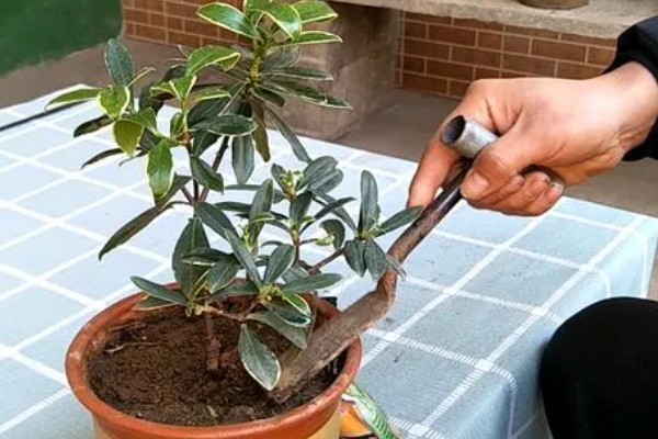 什么是瑞香花,是常绿直立灌木