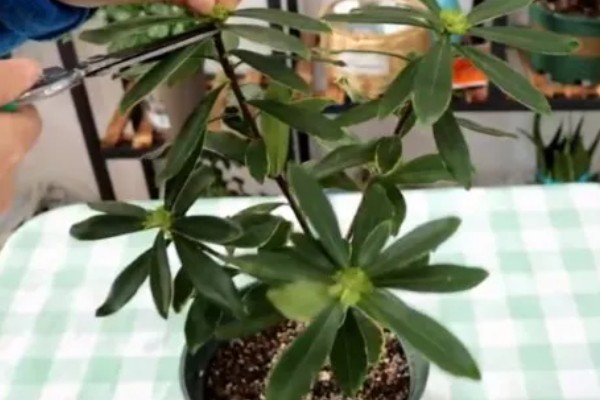 什么是瑞香花,是常绿直立灌木