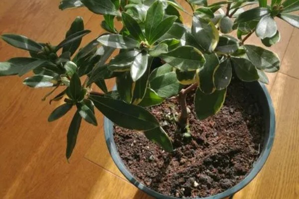 什么是瑞香花,是常绿直立灌木