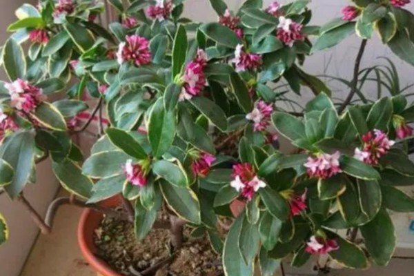 什么是瑞香花,是常绿直立灌木