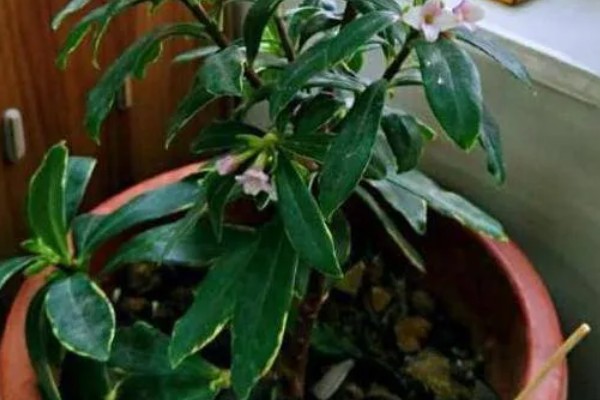 什么是瑞香花,是常绿直立灌木