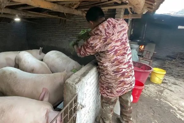 猪喂料的比例,不同生长阶段的饲料比不同