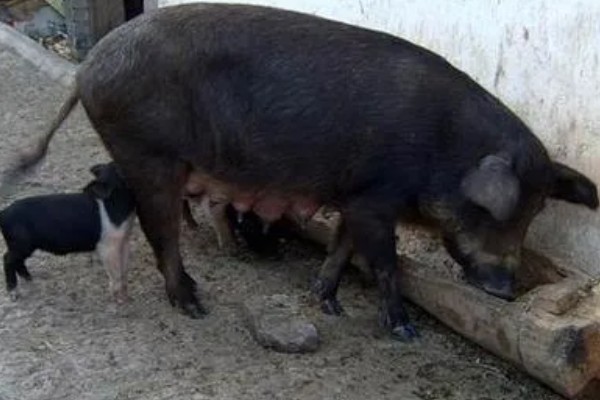猪喂料的比例,不同生长阶段的饲料比不同