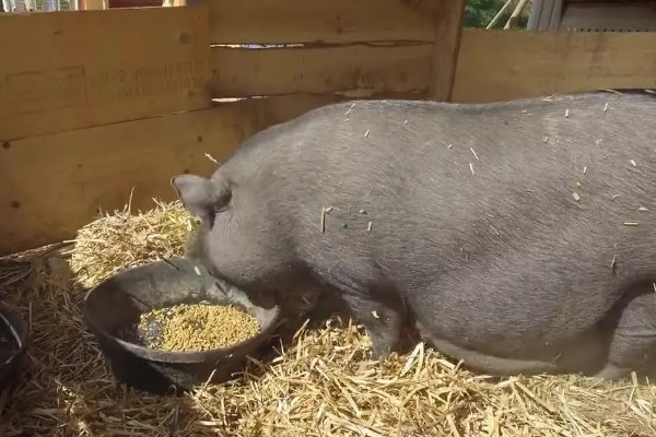 猪喂料的比例,不同生长阶段的饲料比不同