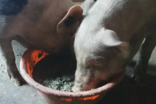 猪喂料的比例,不同生长阶段的饲料比不同