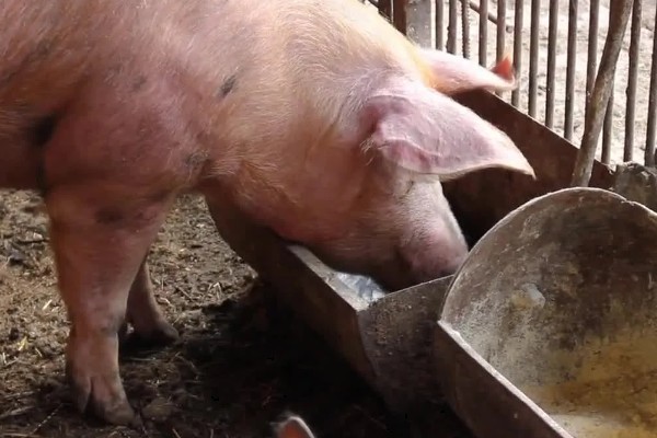 猪喂料的比例,不同生长阶段的饲料比不同