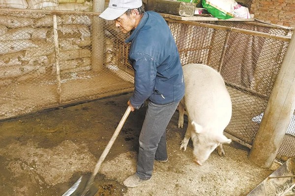 猪喂料的比例,不同生长阶段的饲料比不同