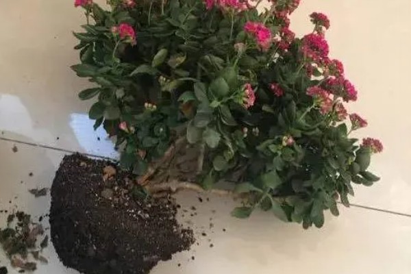 长寿花春天能修剪吗,春天是可以进行修剪的