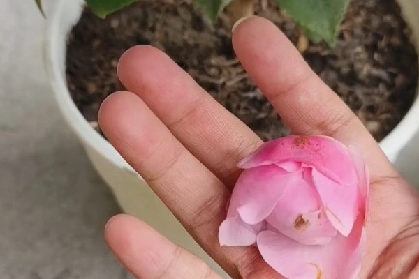 茶花花苞掉落的原因及处理方法，可能是施肥不当所致