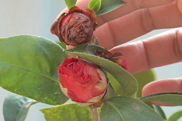 茶花花苞掉落的原因及处理方法，可能是施肥不当所致