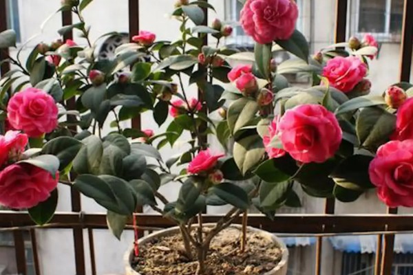 茶花花苞掉落的原因及处理方法，可能是施肥不当所致