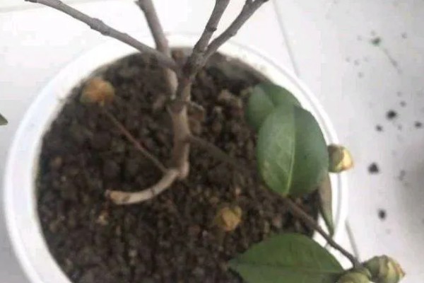 茶花花苞掉落的原因及处理方法，可能是施肥不当所致