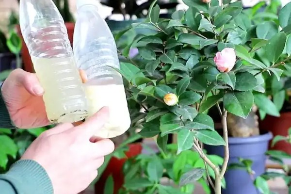 茶花花苞掉落的原因及处理方法，可能是施肥不当所致