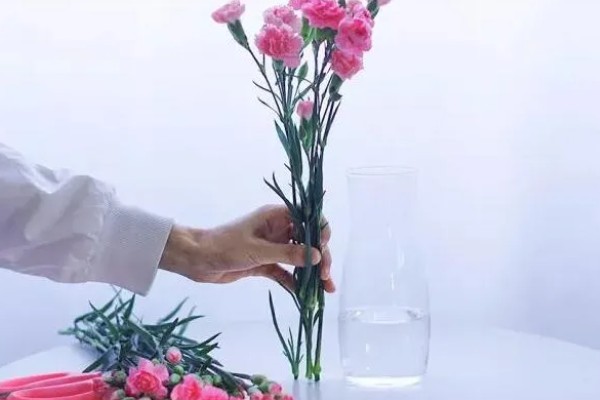 如何水培康乃馨，将其放在半阴的通风环境中养护