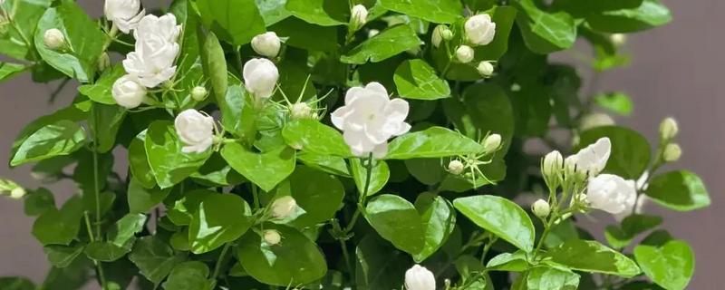 茉莉花和栀子花的区别，前者属于木犀科、后者属于茜草科