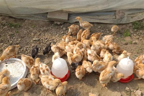 提高小鸡成活率的方法，温度要保持在35℃左右