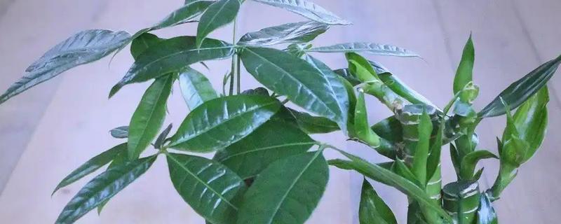 发财树如何浇水，冬季浇水时间选择中午为好