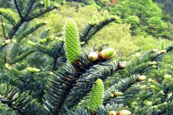 裸子植物有什么特点，植物的孢子体都很发达
