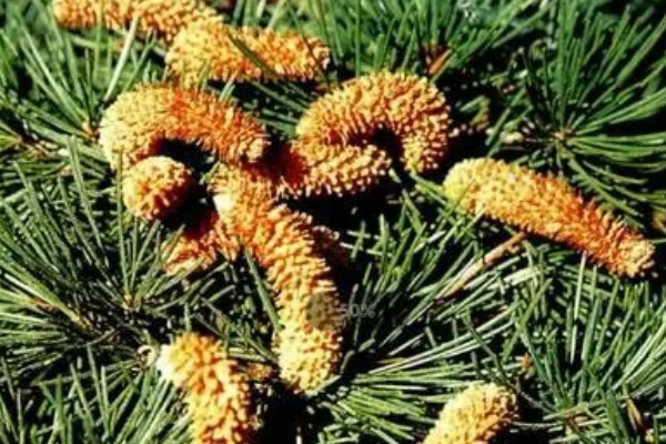裸子植物有什么特点，植物的孢子体都很发达