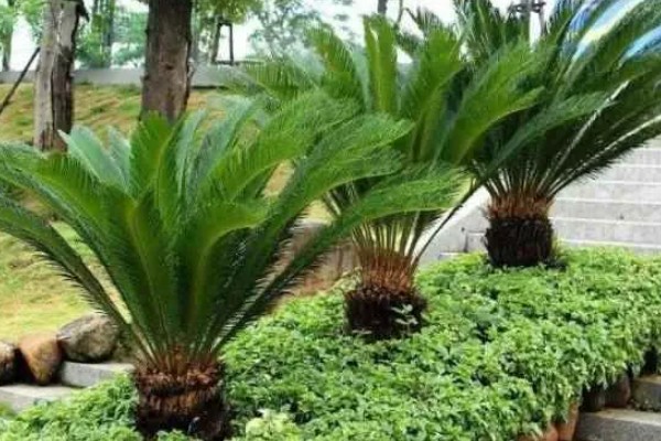 裸子植物有什么特点，植物的孢子体都很发达