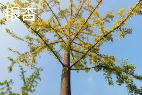 裸子植物有什么特点，植物的孢子体都很发达