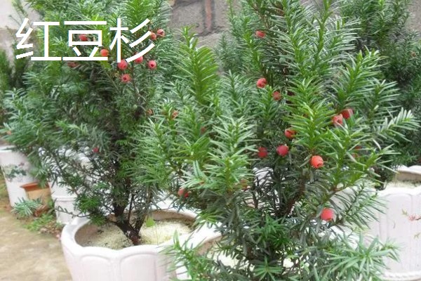 裸子植物有什么特点，植物的孢子体都很发达