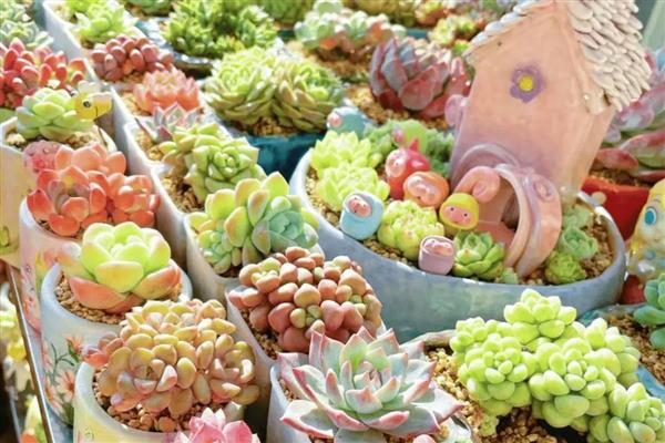 夏季多少度要把多肉放在室内，高于40℃要在家里养殖