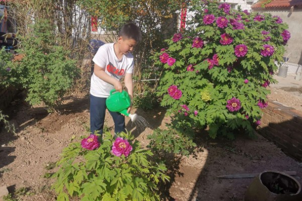 牡丹花的叶片外观，形状因品种而异